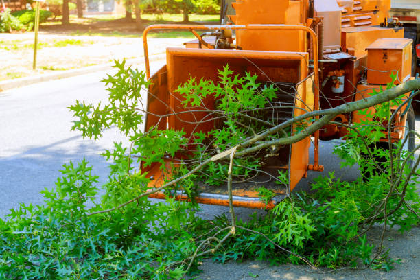 Professional Tree Services in Olivia, MN